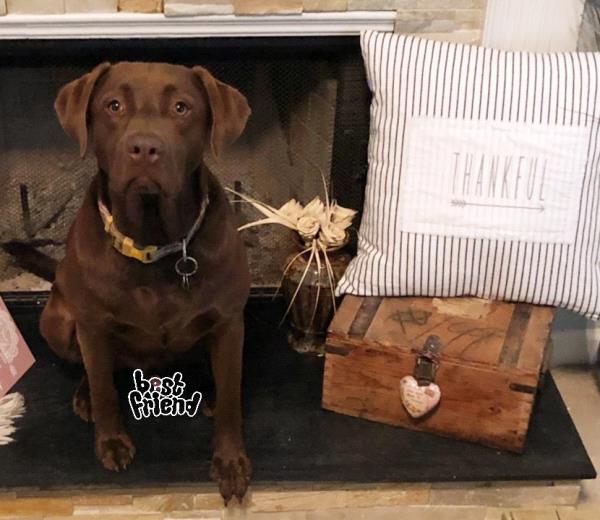 /Images/uploads/Homeward Bound Pet Rescue/HBPR_Photocontest/entries/12118thumb.jpg